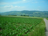 Oberberg