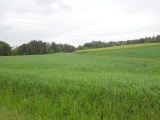 Steig